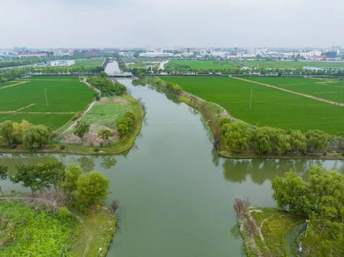 青浦水環境治理見成效，香花橋河道煥新顏
